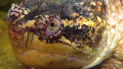 Close-up, head Snapping Turtle (Chelydra serpentina), terrarium Stock Footage 228748990