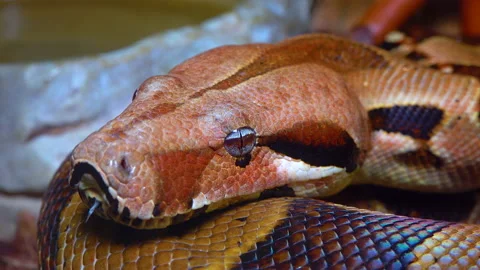 Close-up head of a spotted boa constrictor in a terrarium Stock Footage 228739662