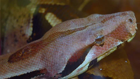 Close-up head of a spotted boa constrictor in a terrarium Stock Footage 228745251