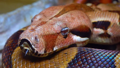 Close-up head of a spotted boa constrictor in a terrarium Stock Footage 228747785