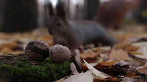 Close-up of the head of a squirrel that takes a nut Stock Footage 225705866
