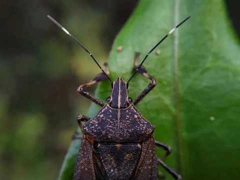 Close up of head of stink bug Stock Photos