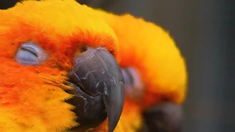 Close up of head of sun parakeet Stock Footage 144061167