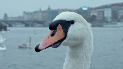 Close up of the head of a swan floating on the river, the river embankment in Stock Footage 149784159