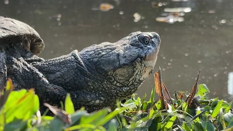 Close-up of the head of a terrapin. Stock Footage 202301894