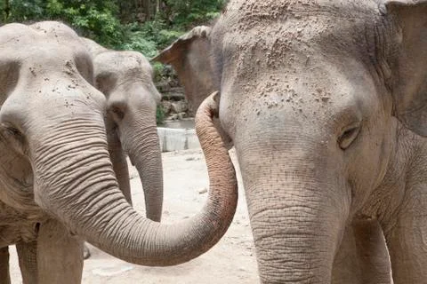 Close up head of thai elecphant Stock Photos