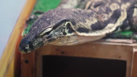 Close-up head of tiger python, scaly reptile in terrarium, boa constrictor .. 스톡 동영상 289006880