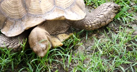 Close up on the head of a tortoise browsing in green grass Stock Footage 157305505