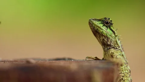 Close-Up of head Tree Lizard. Stock Footage 77414642