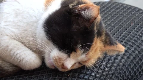 Close up the head of a tricolor cat sleeping soundly on scooter Vidéo 331208070