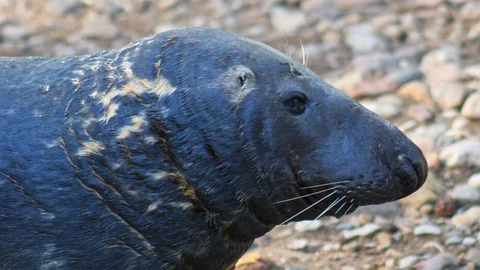 Close-up head turned fur seal lying on a rock Stock Footage 106288399