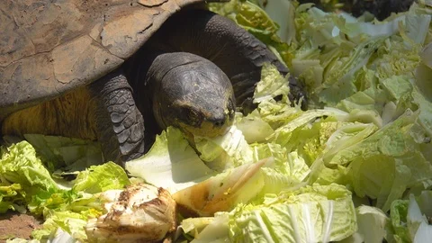 Close up head turtle eating vegetable on nature 库存影片 106657089