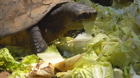 Close up head turtle eating vegetable on nature Stock Footage 106657101