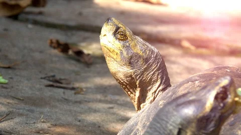 Close up head turtle  Stock Footage 86921854