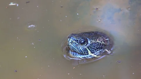 Close up head turtle over water on river or pond in nature Stock Footage 106658163