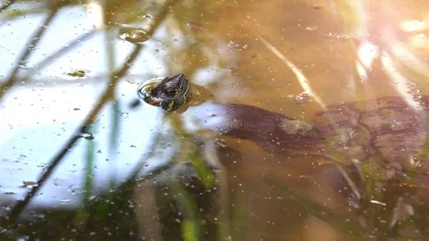 Close up head turtle under water in pond Stock Footage 86922235
