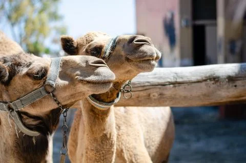 Close-up head of two  dromedary, also called Arabian camel in a zoo park duri Stock Photos