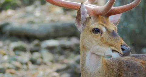 Close up head view of young male deer chewing and looking in forest Vidéo 42656980