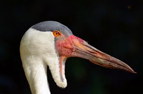 Close up of the head of a Wattled crane Stock Photos