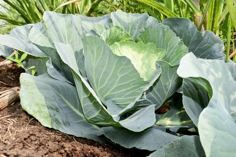 Close-up of head white cabbage growing in vegetable garden Foto stock