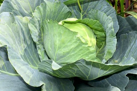Close-up of head white cabbage growing in vegetable garden Stock Photos