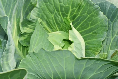 Close-up of head white cabbage growing in vegetable garden Stock Photos