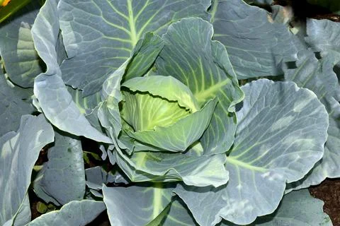 Close-up of head white cabbage growing in vegetable garden Stock Photos