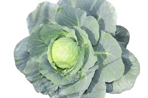 Close-up of head white cabbage growing in vegetable isolated on white backg.. Stock Photos