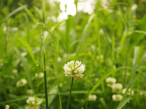 A close-up of the head of a white clover flower, on a green background. Stock Photos