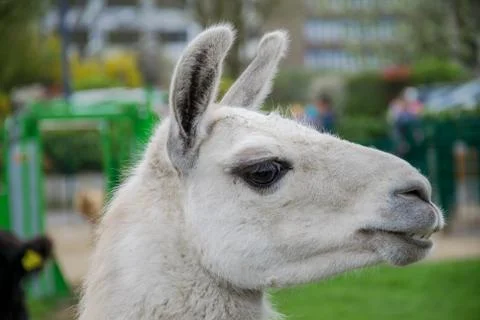 Close up head of a white funny looking llama Stock Photos