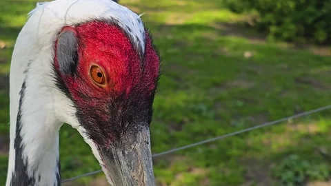 Close up of head of a white-naped crane Stock Footage 275506241