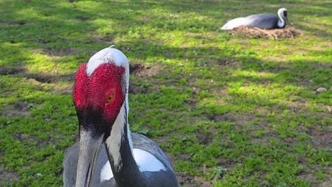Close up of head of a white-naped crane and nest Stock Footage 275506798