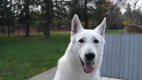 Close-up of the head of a white Scottish shepherd. Stock Footage 221400646