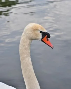 Close up of the head white swan Stock Photos