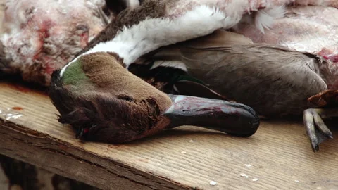 Close-up of head of wild duck shot on hunt, beautiful bird is dead, killed Stock Footage 147005290