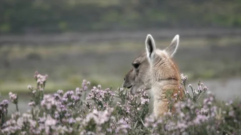 Close up on a head of wild guanaco hiding between beautiful flowers and eating Stock Footage 273724907