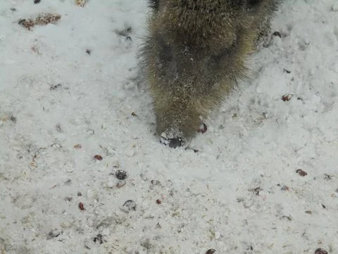 A close up on the head of a wildboar digging through the snow with its snout Stock Photos