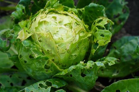 Close-up of a head of young white cabbage in a garden bed damaged by slugs .. Stock Photos