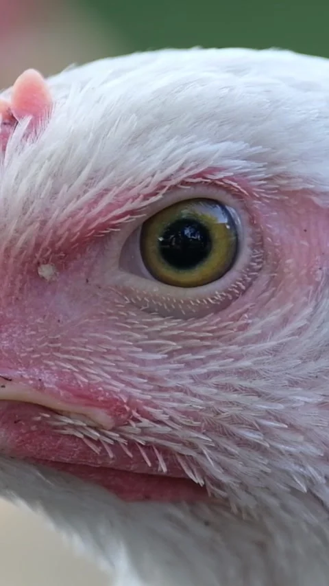 Close-up of the head of a young white chicken. Breeding chickens in the village Stock Footage 250383363