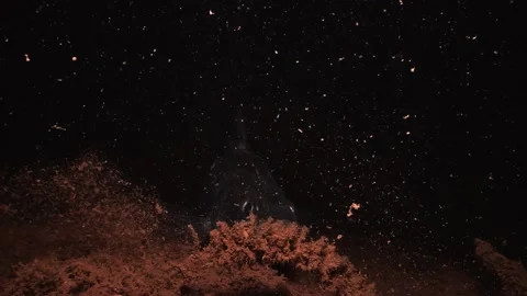 Close up on the head of a zander resting on a lake bottom at night Stock Footage 346559989