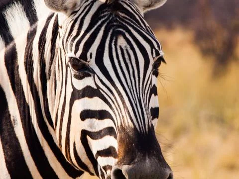 Close up head of zebra Stock Photos