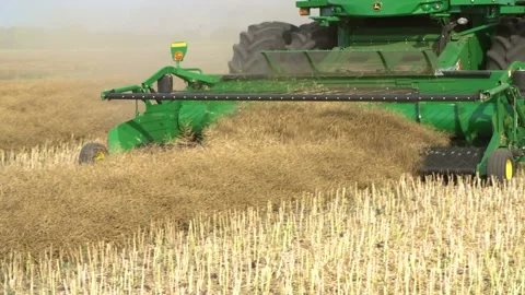 Close-up of a header on a combine during a canola harvest: Legal, Alberta, Canad Stock Footage 163180649