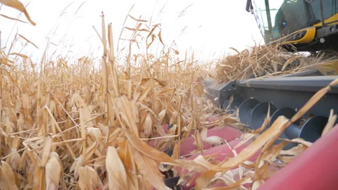 Close up header of harvester cutting dry maize stems during harvesting. Combine Video stock 327941580