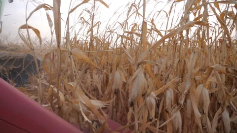Close up header of harvester cutting dry maize stems during harvesting. Combine Stock Footage 327941701