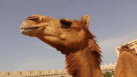 Close up Head's Arabian Camel in Doha Qatar. Arabian Gulf. Domesticated Camel. 스톡 동영상 240931273