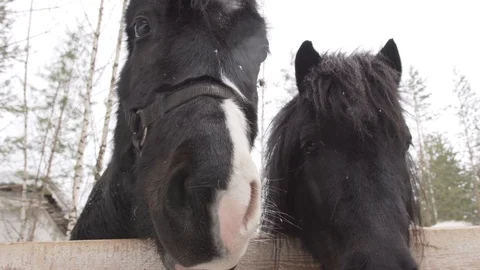 Close-up of the heads of black horses Stock Footage 130134896