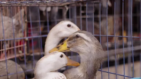 Close-up of the heads of three ducks moving inside a metal cage at a stall in Video stock 278375191