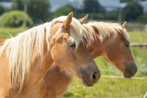 Close-up of the heads of two mares. Two light brown mares. Foto stock