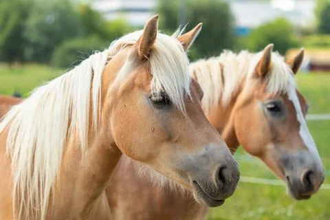 Close-up of the heads of two mares. Two light brown mares. Stock Photos