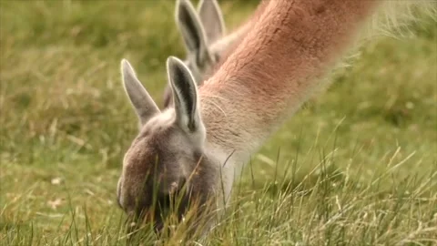 Close up on heads of two wild guanaco eating grass in Patagonia, fur moving with Stock Footage 271541727